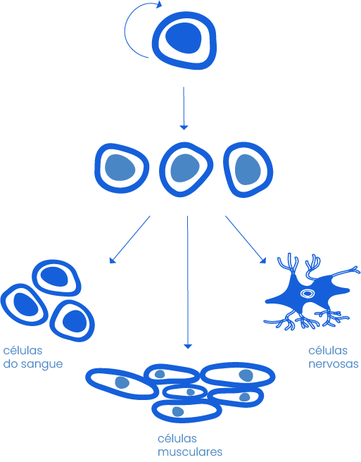 Células Estaminais